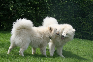 samojeden-kennel